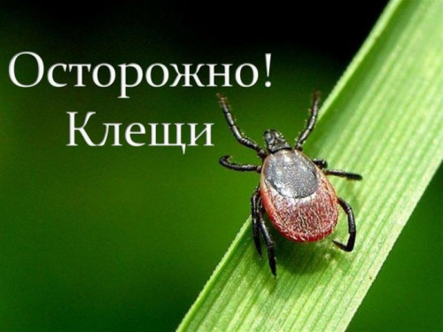 КЛЕЩ МАЛЕНЬКИЙ - ОПАСНОСТЬ БОЛЬШАЯ