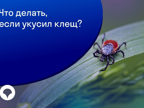 Памятка при укусе клеща: что надо знать