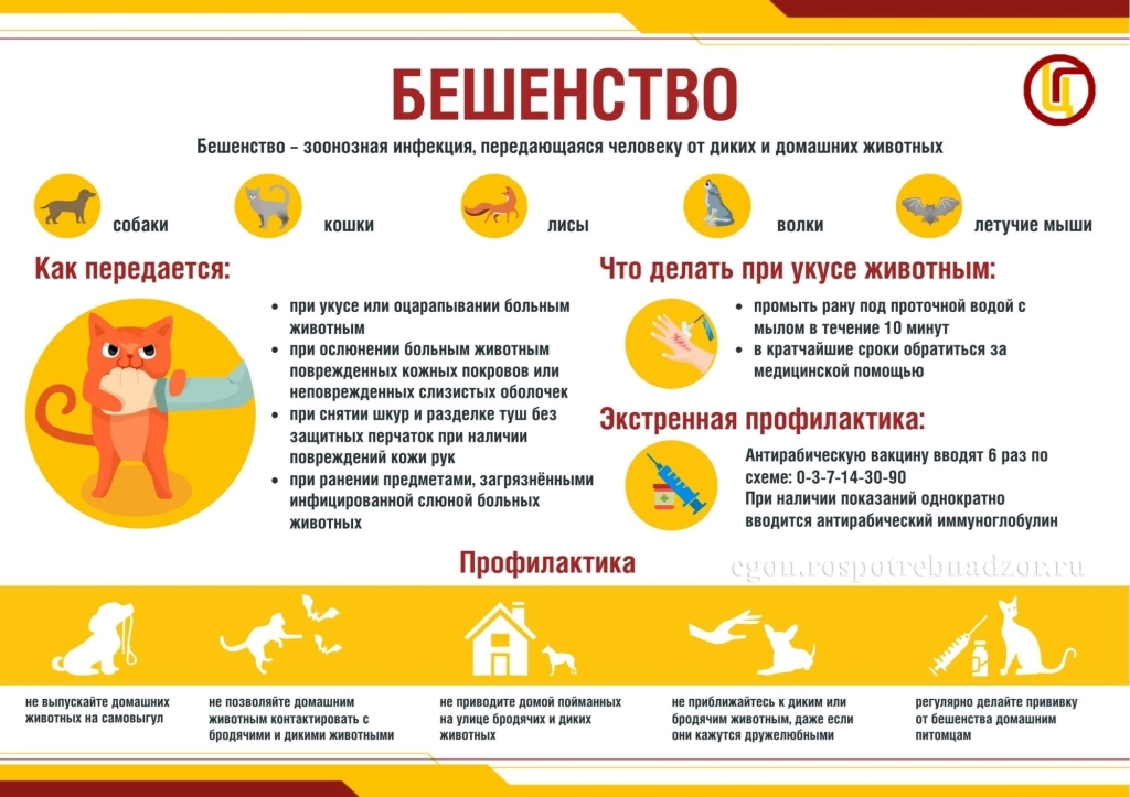 Профилактика бешенства