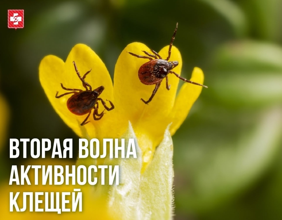 Вторая волна активности клещей: эпидемиологи напоминают о правилах безопасности
