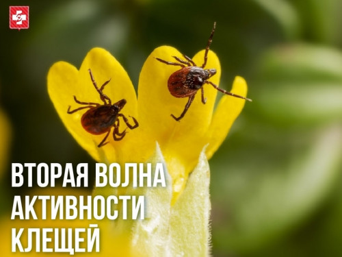 Вторая волна активности клещей: эпидемиологи напоминают о правилах безопасности