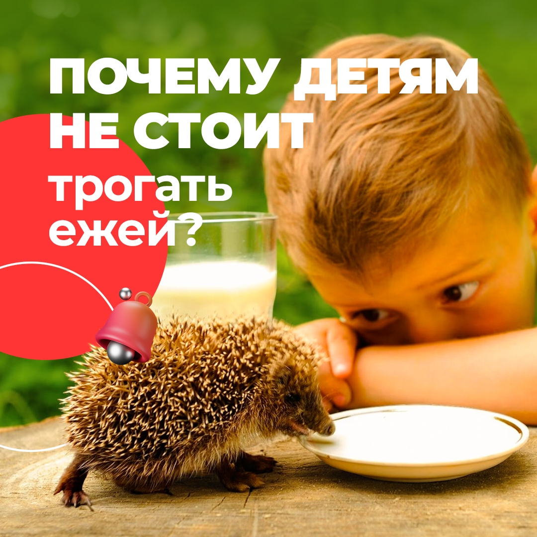 Почему детям не стоит трогать ежей?