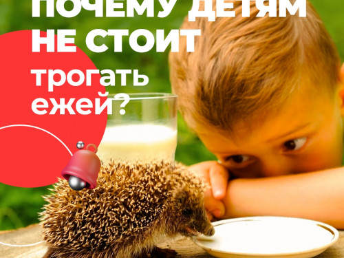 Почему детям не стоит трогать ежей?